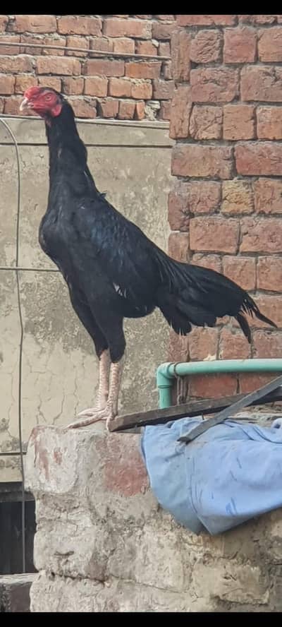 black mushka patha  for sale