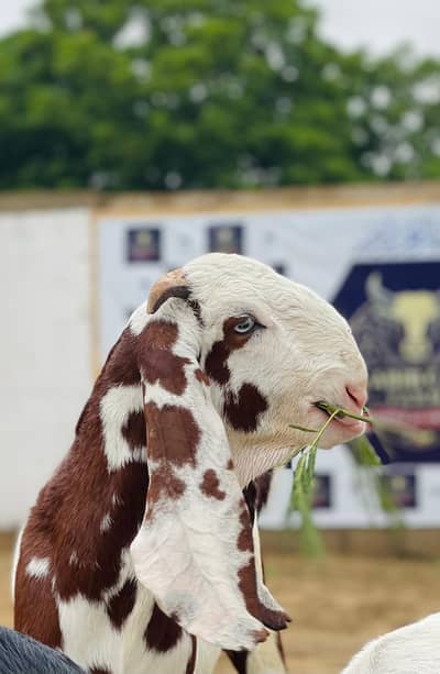 Goats for Qurbani and Shoq