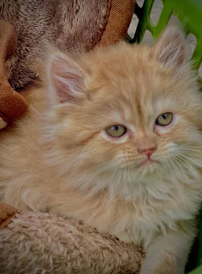 (03130504331).    2 female 1 man triple coat beautiful breed