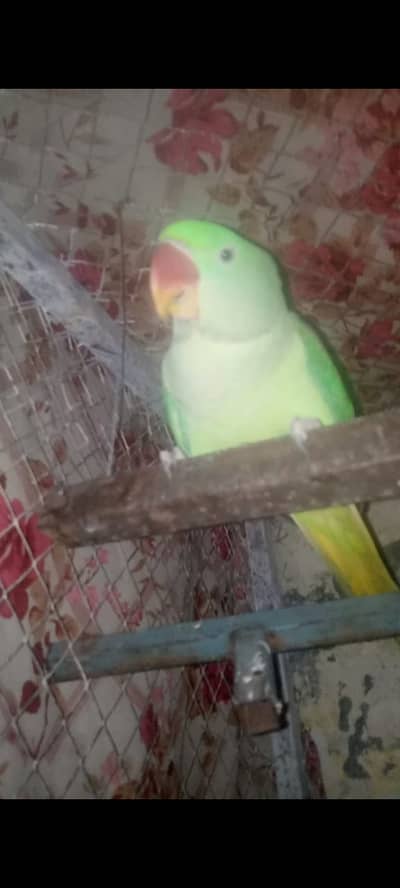 Parrots For Sale .