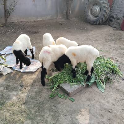 5 Goat sheap children for sale price 28000Pkr