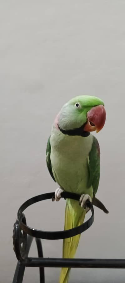 Talking parrot