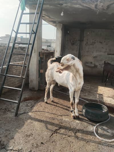 bakra available for cross