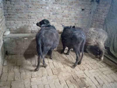 2 KATIA HOME BREED HEALTHY AND ACTIVE WAZAN 60/60 KG PHONE 313/7731911