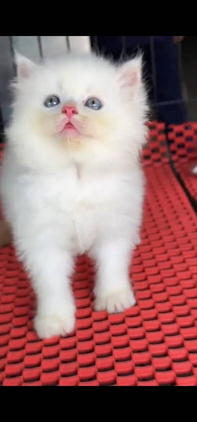 Quality Persian Punch face cat & kitten =03205959094=Whatsapp