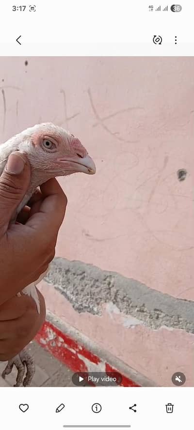 white heera aseel hens for sale 03038893407