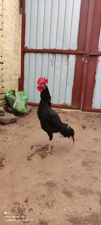 Bangum Lasani cross Muska Patha