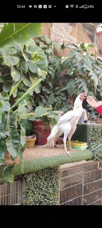 parrot beak long tail aseel pairs