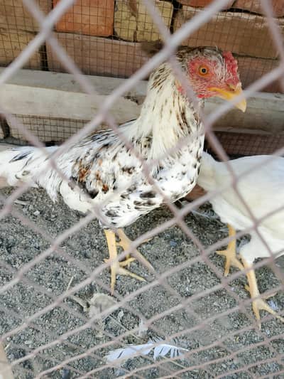 Male small height patha kasna