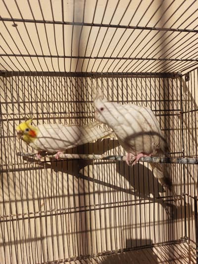 Cocktail Parrot Red Eyes Breeder Pair