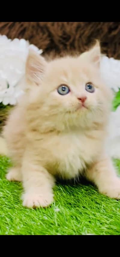 Quality Persian Punch face cat & kitten =03205959094=Whatsapp