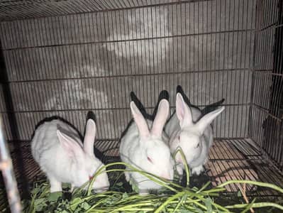 rabbits male 03211431928 WhatsApp