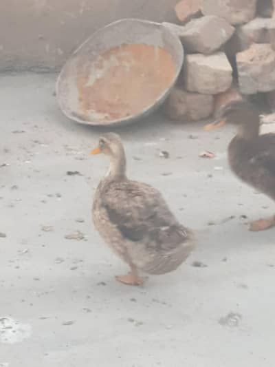 aseel hens duck pair and titri pair