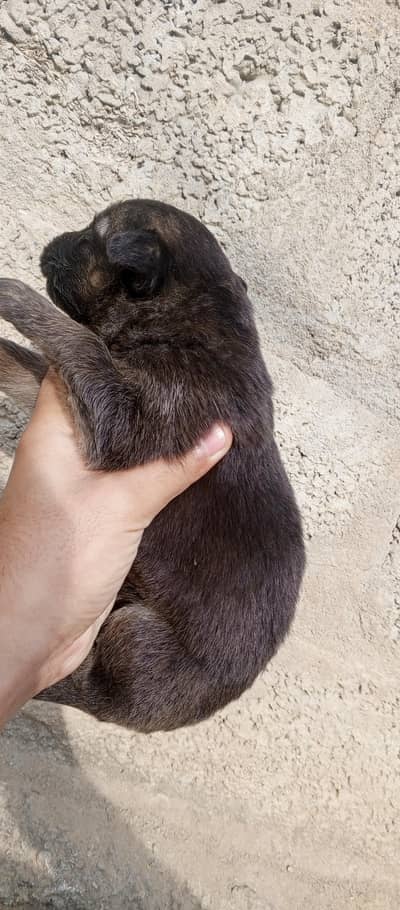 03340230970German shepherd female and work line German shepherd puppie