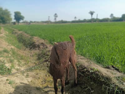 desi goat child active and healthy