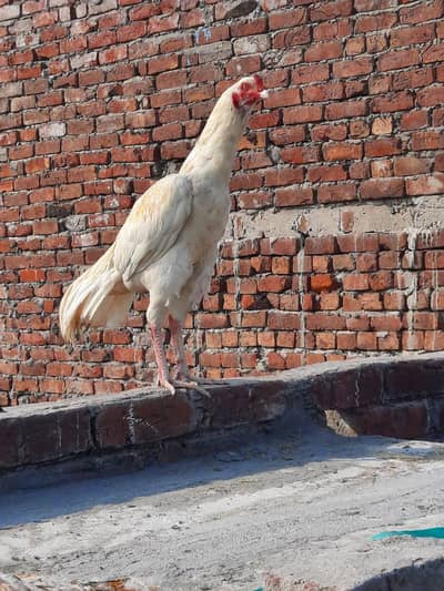 Aseel birds imp breed