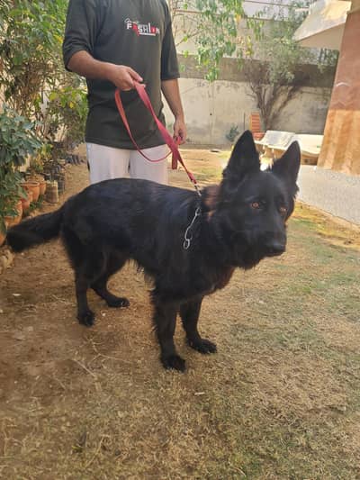 black german shepherd
