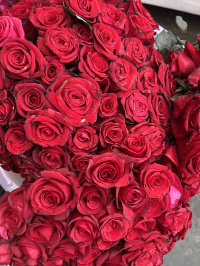 Green parot with cage