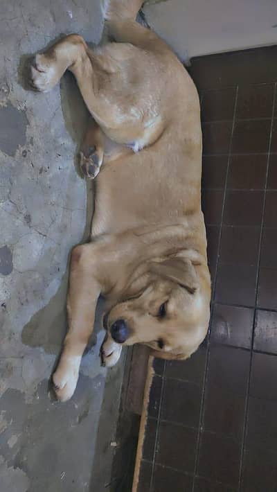 Original Guaranteed Labrador