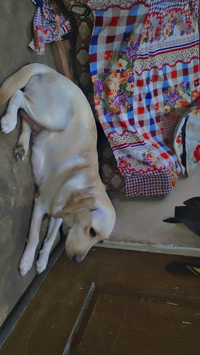 Original Guaranteed Labrador