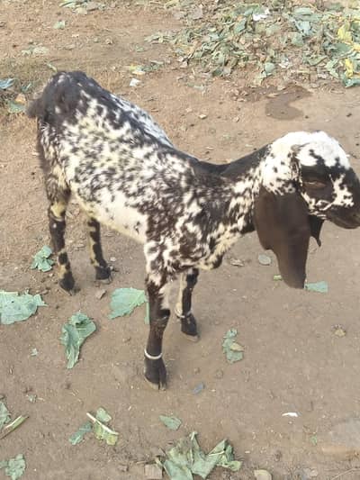 desi makhi chinii baqri healthy and active