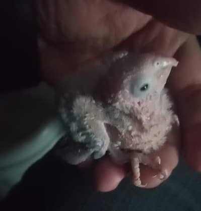 pinapple to pinapple chick for sale