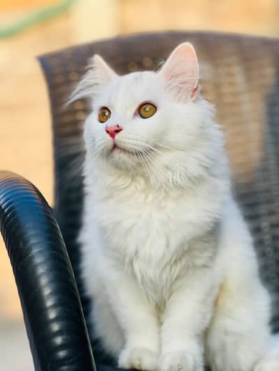 Persian kitten | triple coated Kittens | Fluffy Kitten For Sale