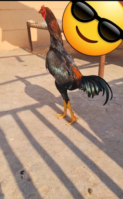 aseel mianwali murgha whatt sap 03290708502