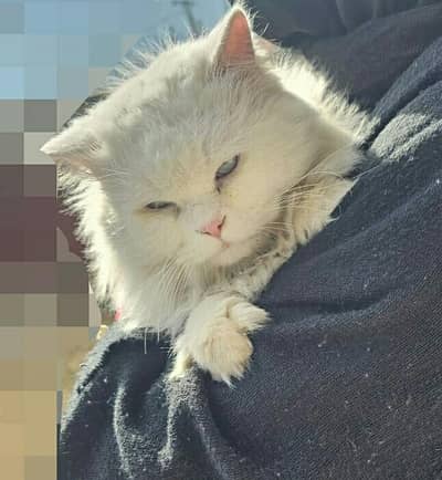 pair of Persian Cats