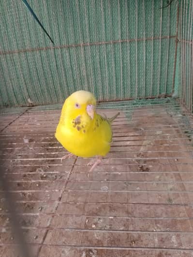fellow underszie budgie breeder pair for sale