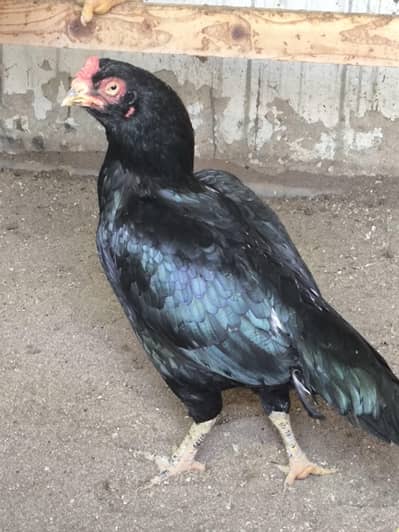 aseel lasani breeder murghi Madi for sale black