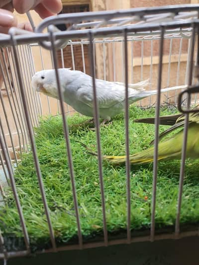 Exhibition hogo working patha