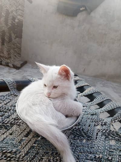 persion single coated kittens