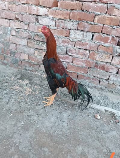 aseel pair 2female 1male