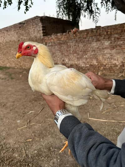 Pure Aseel Male for Sale – Premium Quality