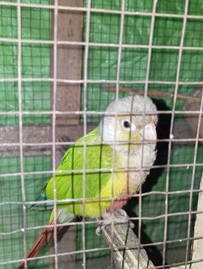 Green cheek conure(single)