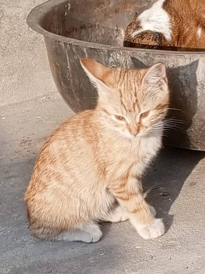 persion single coated kittens