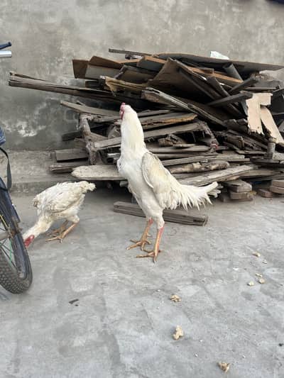 King Size White Oh shamo | White Oh shamo chicks breeder pair