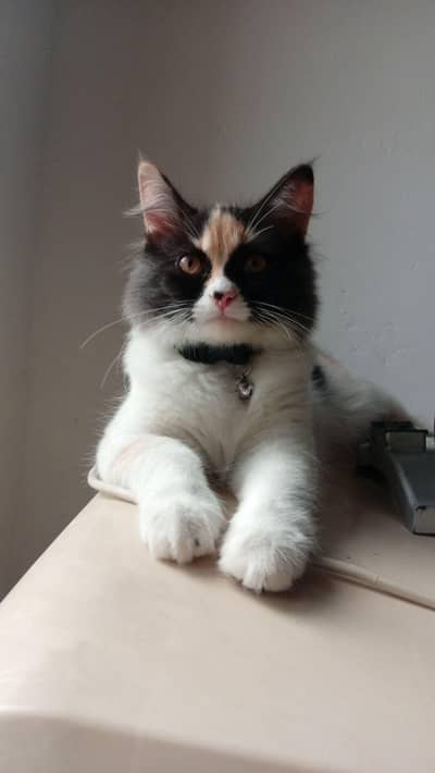 female cat Siamese cross Persian