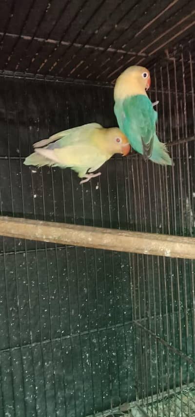 love bird breeders pairs