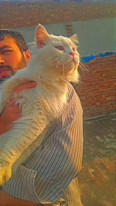 Triple Coated Long Persion Cat