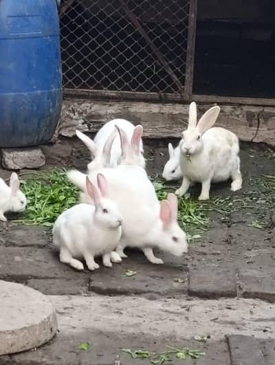 Red eye rabbits