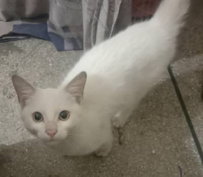 Persian cat for sale