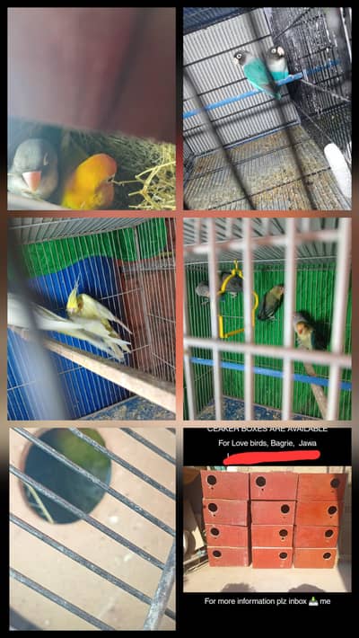 pale fellow split oplines and all love birds, cocktail and boxes