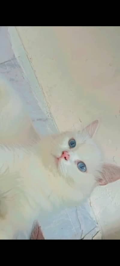 Persian cat blue eyes