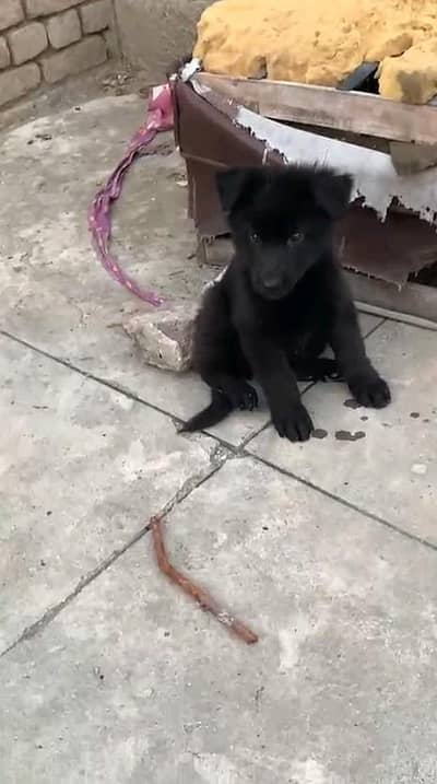 German shepherd puppies  my WhatsApp number 03245285207