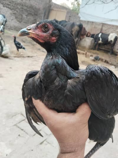 Aseel Murgi for sale