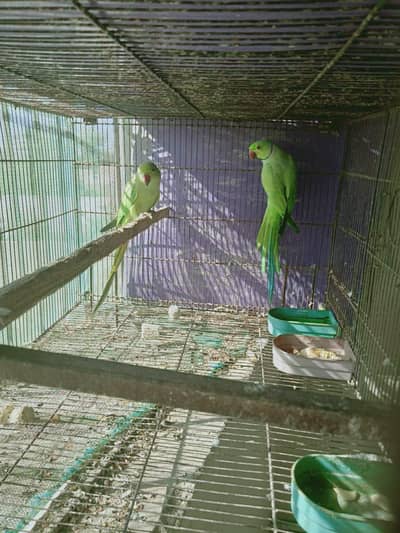 RingNeck Breeder Pair For Sell