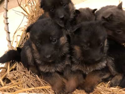 German Shepherd Puppies for Sale