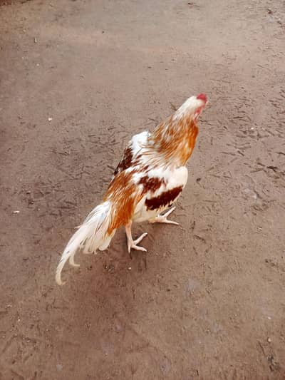 argent sale only seriousl buyer rabta kry  full health h